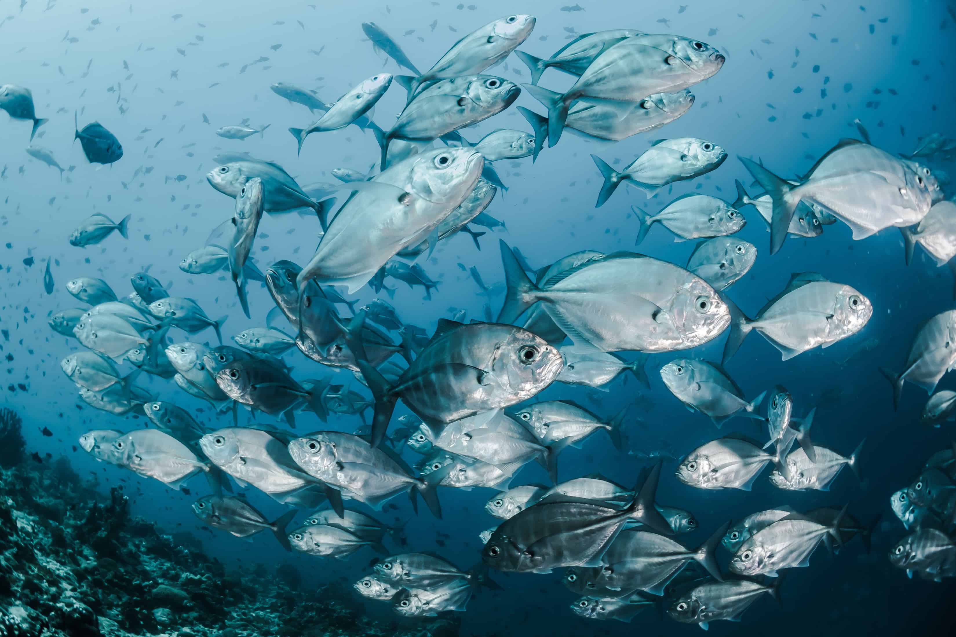 una multitud de peces