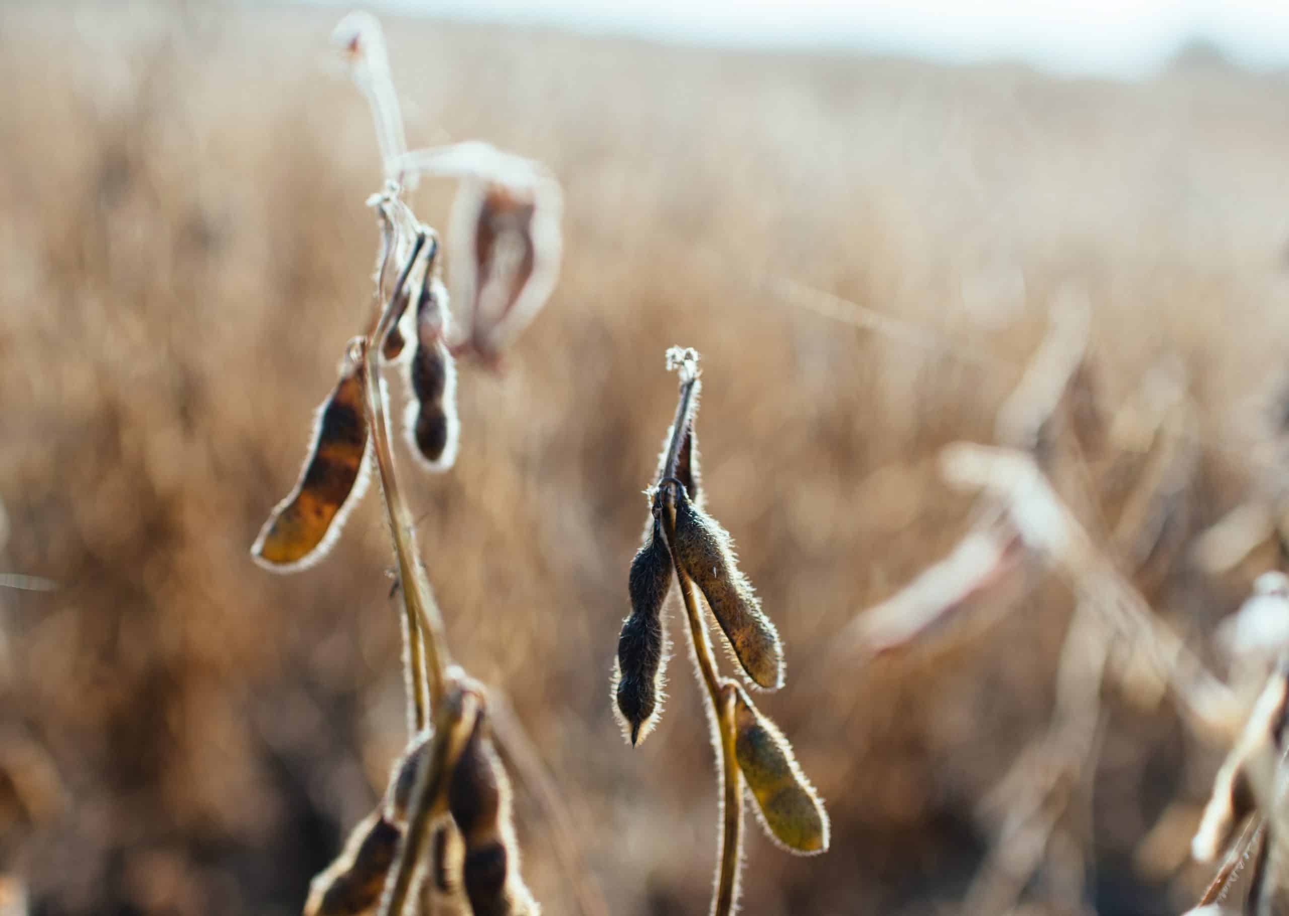 soybeans 