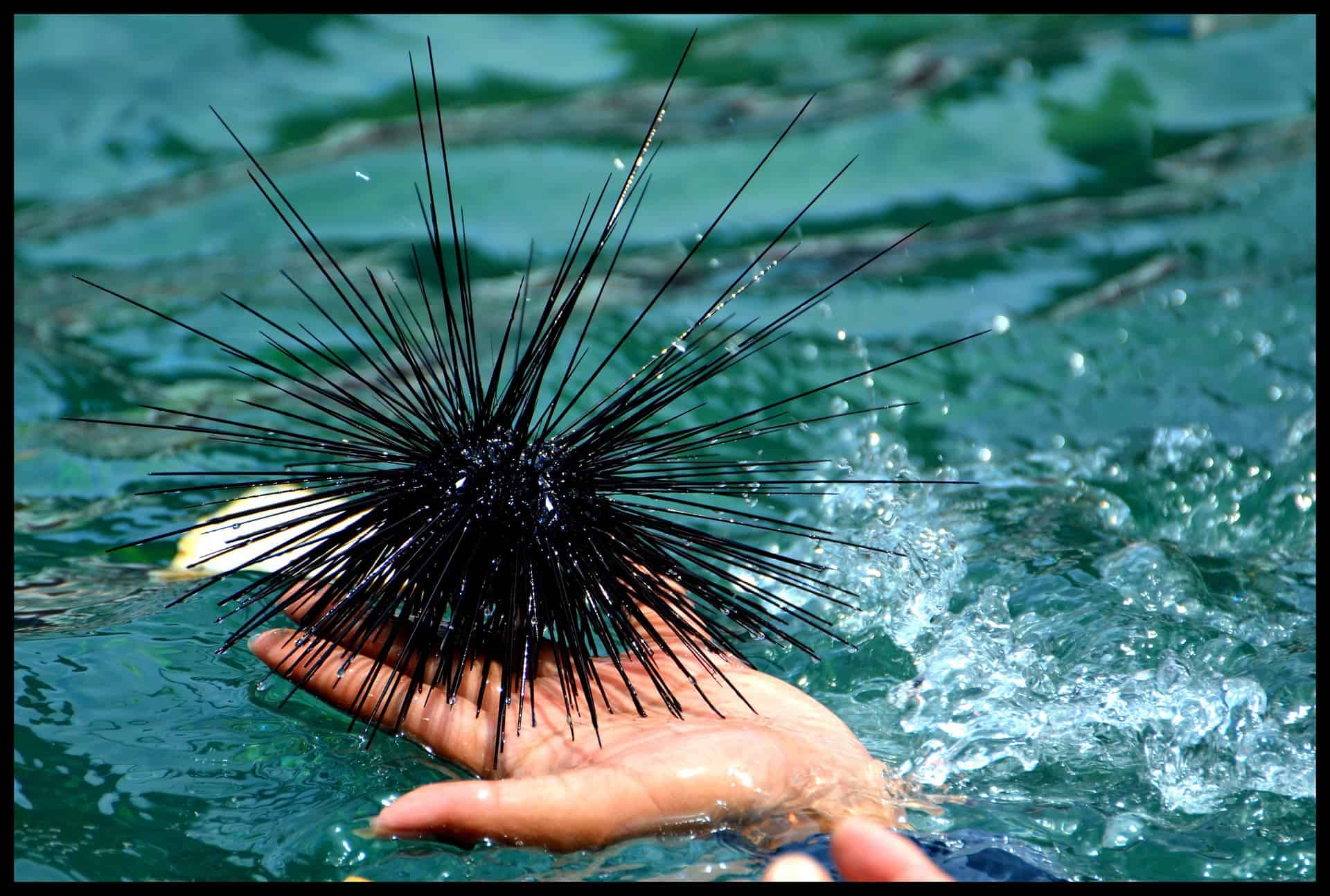 urchin môr uni