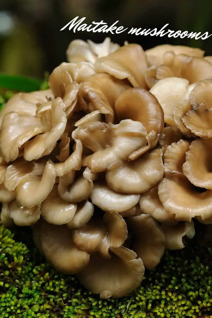 Cogumelos maitake japoneses