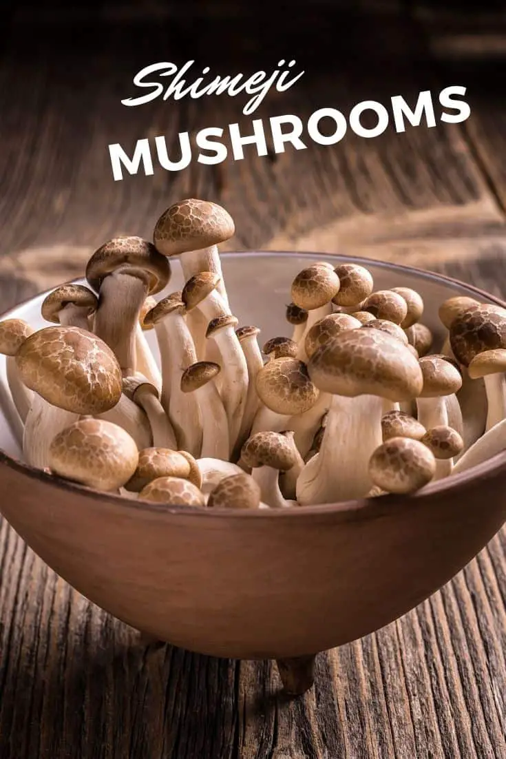Li-mushroom tsa Shimeji