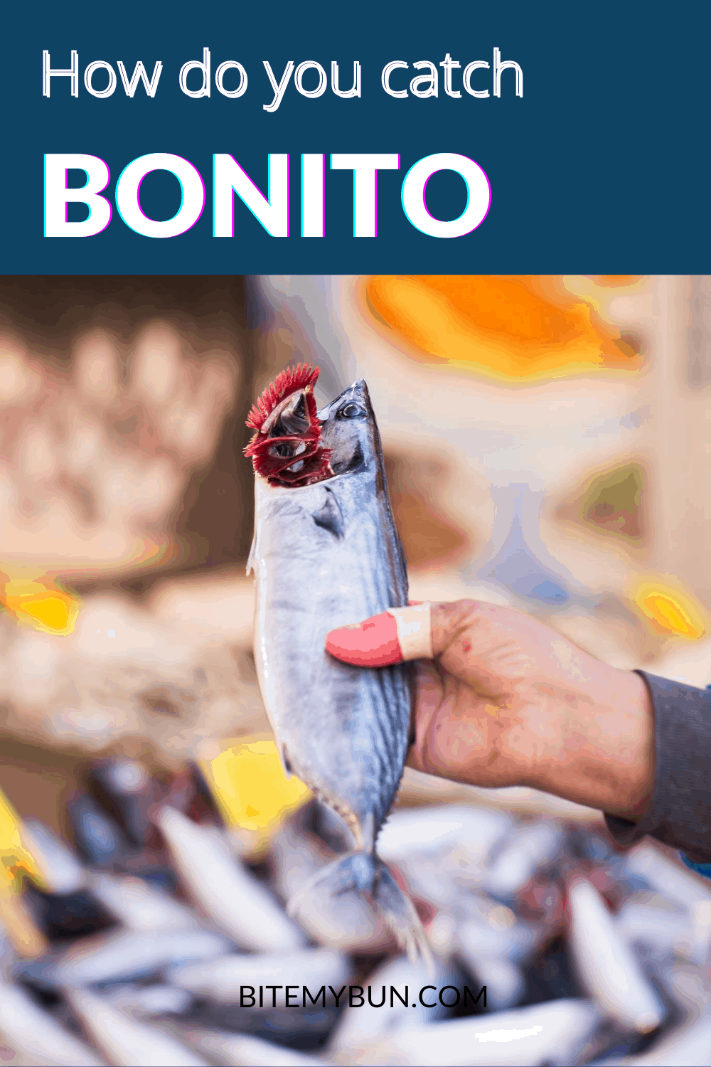 How to catch bonito