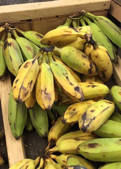 Saba Banana Filippinerna