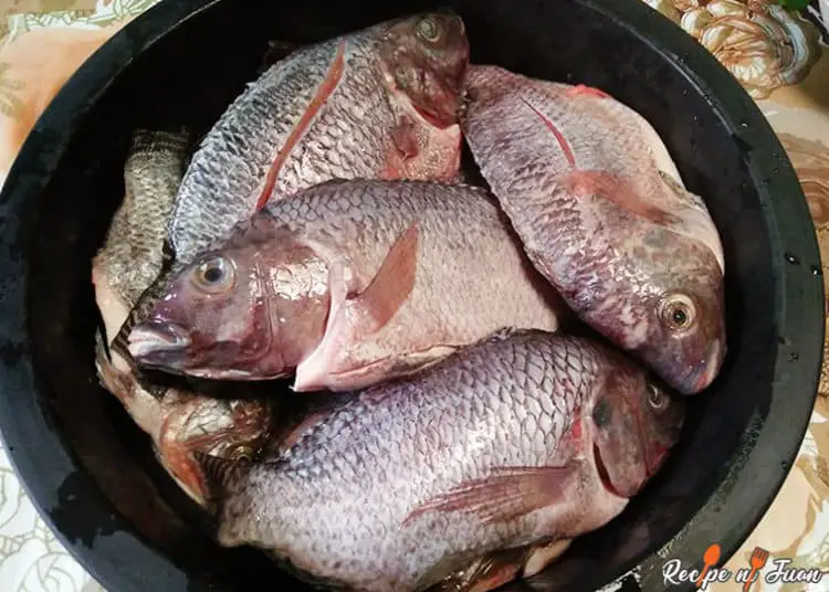 Tilapia