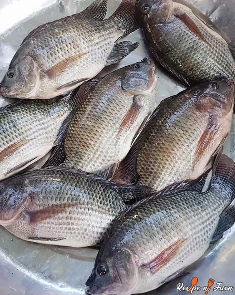 Tilapia