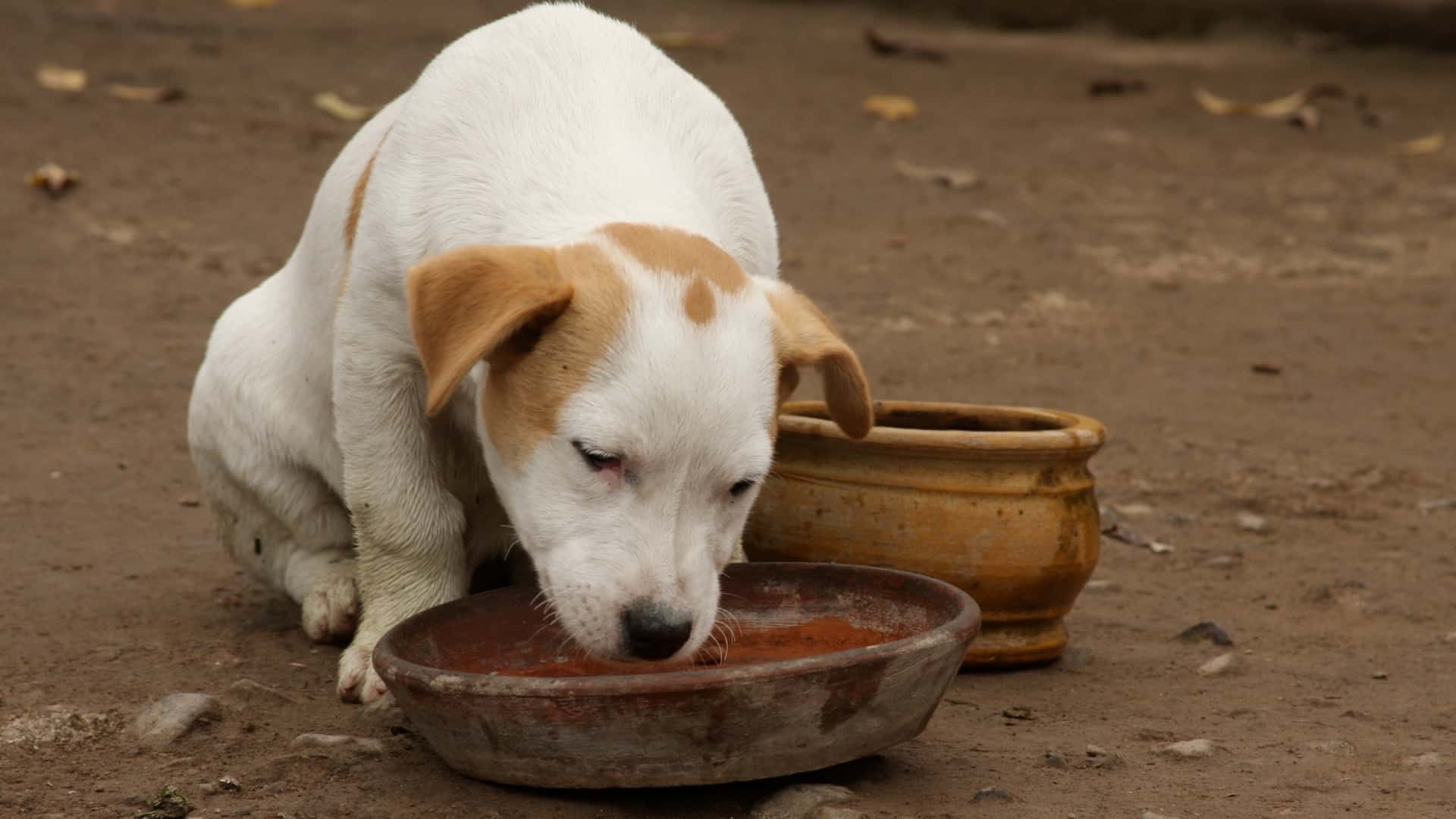 Um cachorro pode comer takoyaki