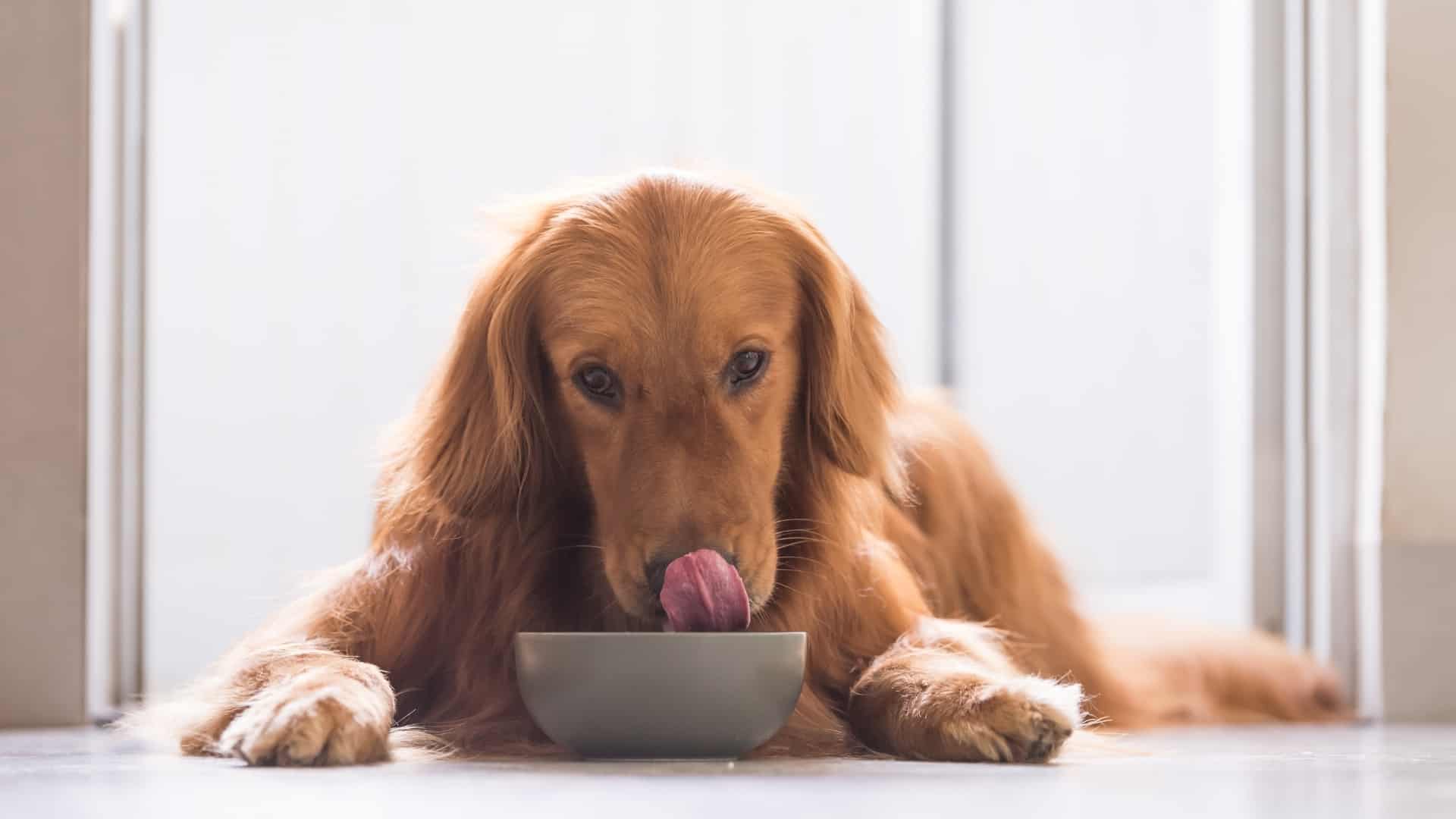Cães podem comer chicharon
