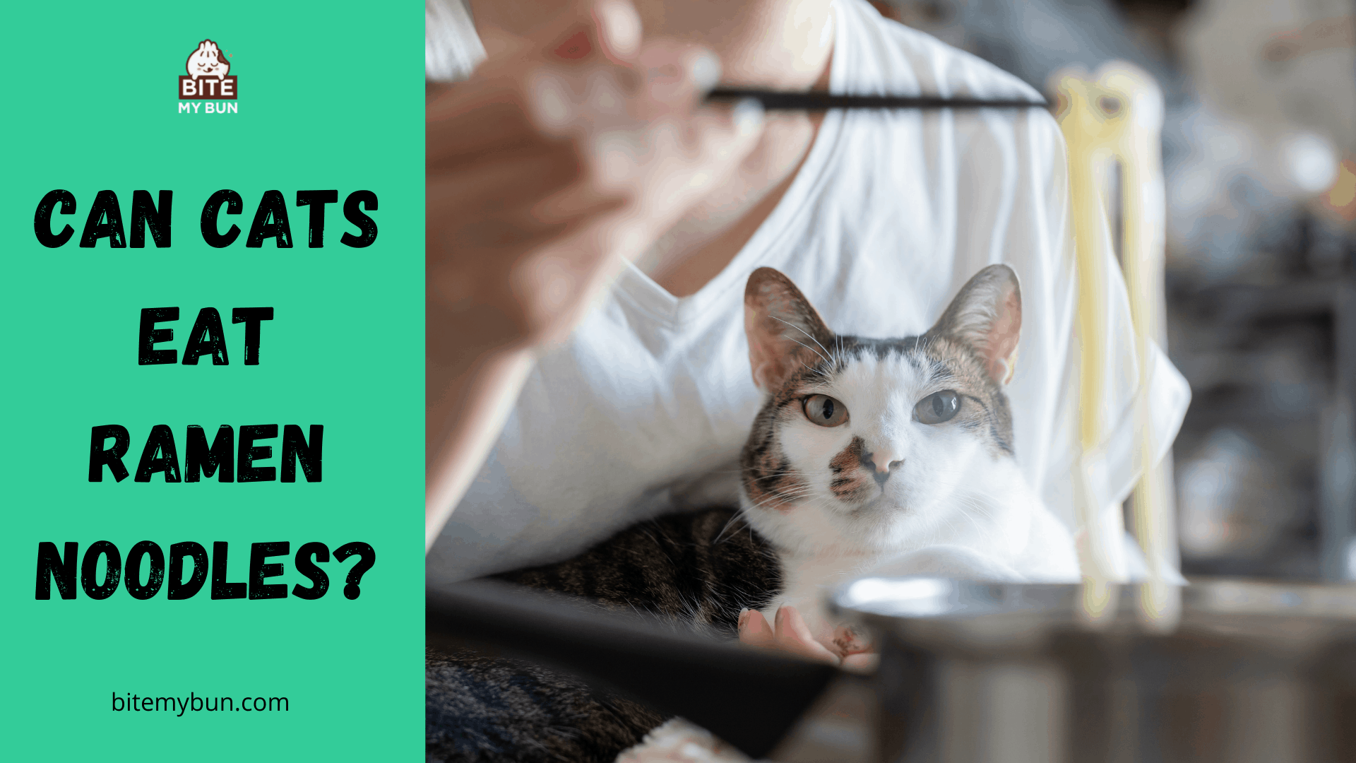 猫はラーメンを食べられますか？ それは彼らに何の役にも立たないでしょう