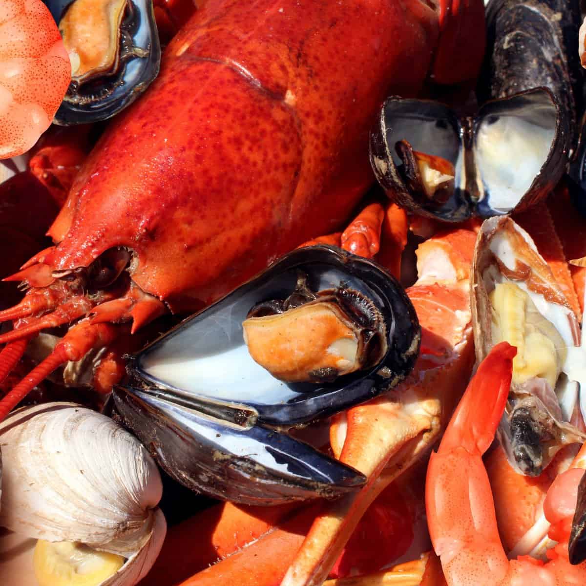 How to cook with shellfish