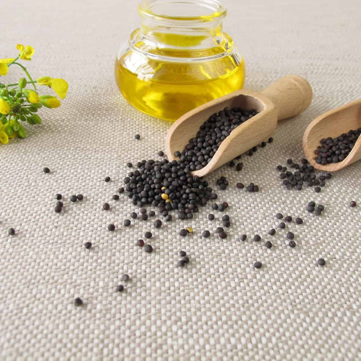What is canola oil
