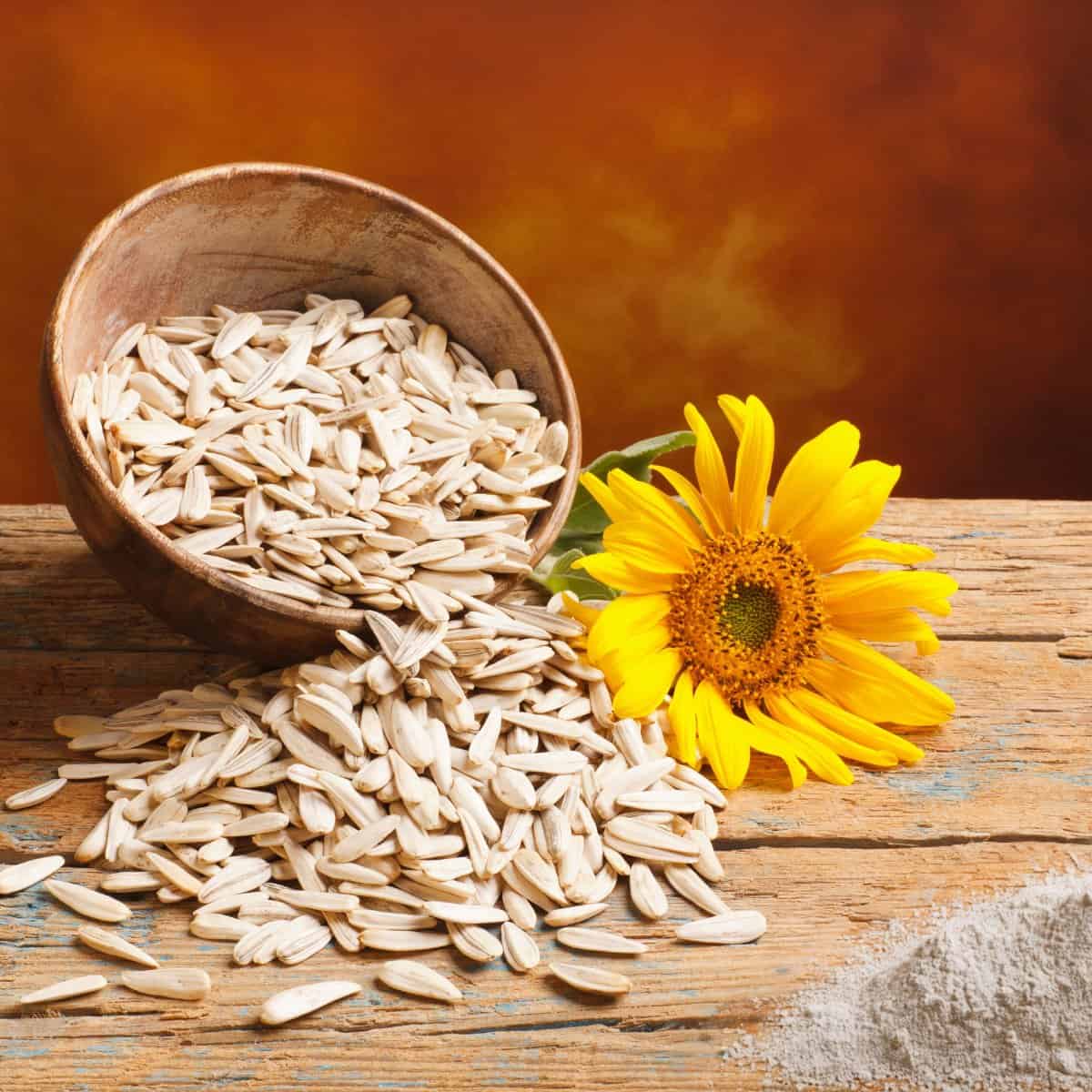 What is sunflower seed flour