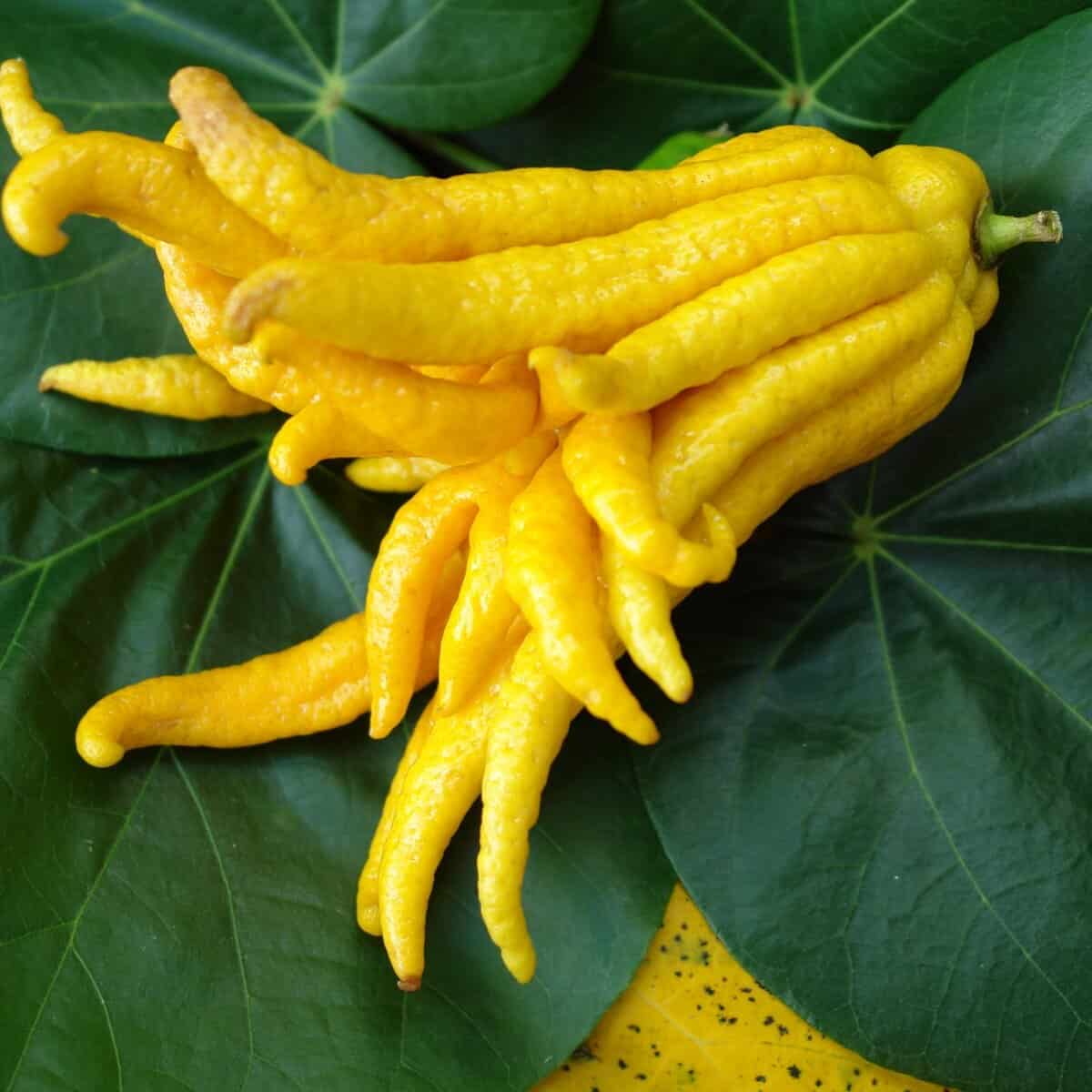 Vad är buddhas hand citrus