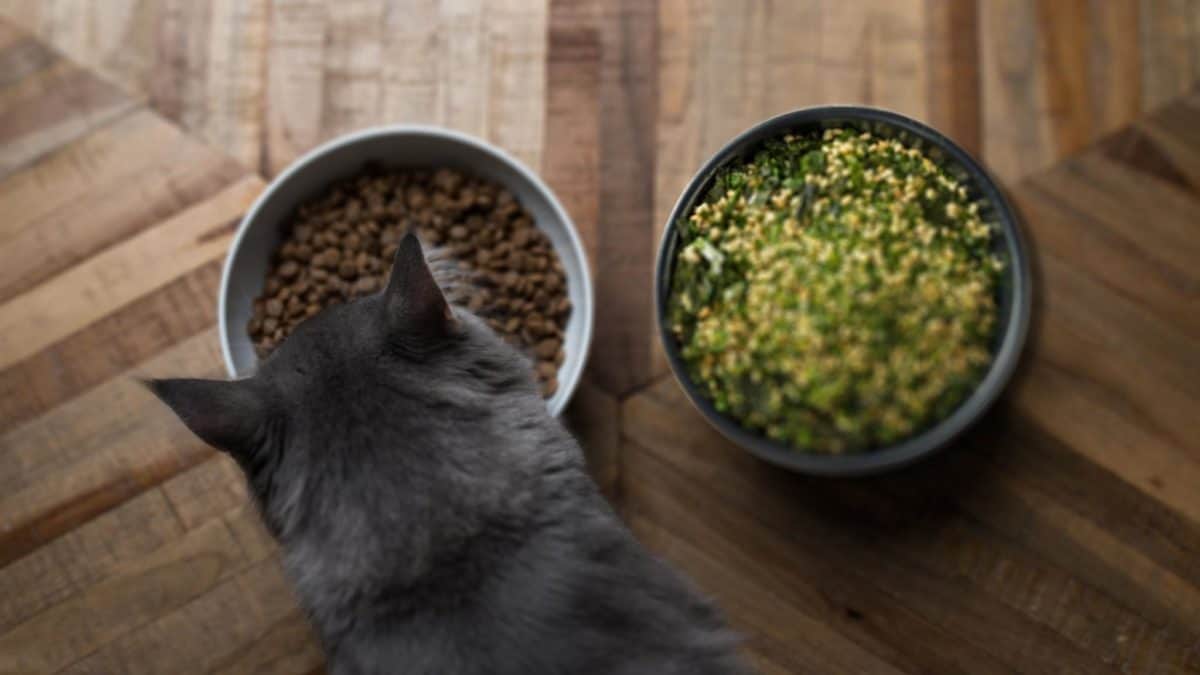 Can dogs and cats eat furikake