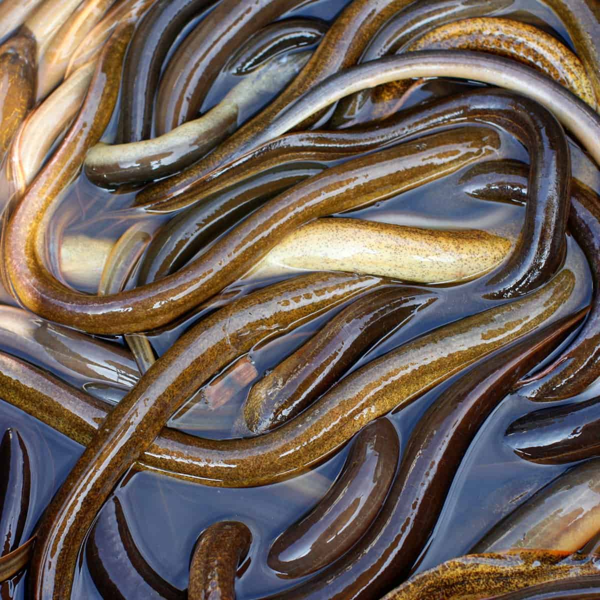 What is freshwater eel