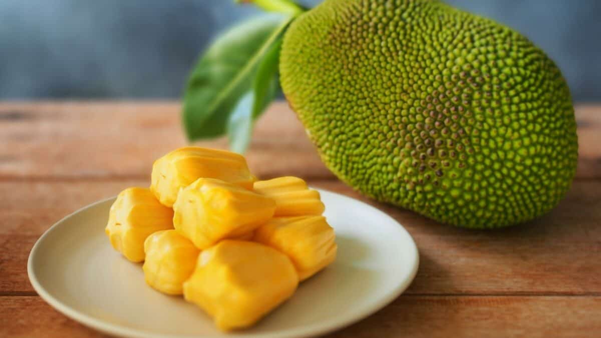 What is jackfruit