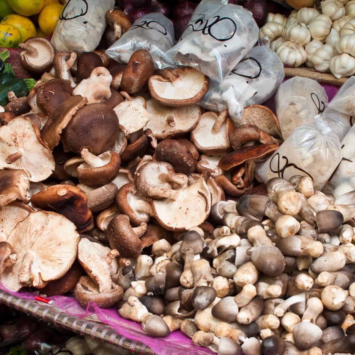 Li-mushroom tsa Asia