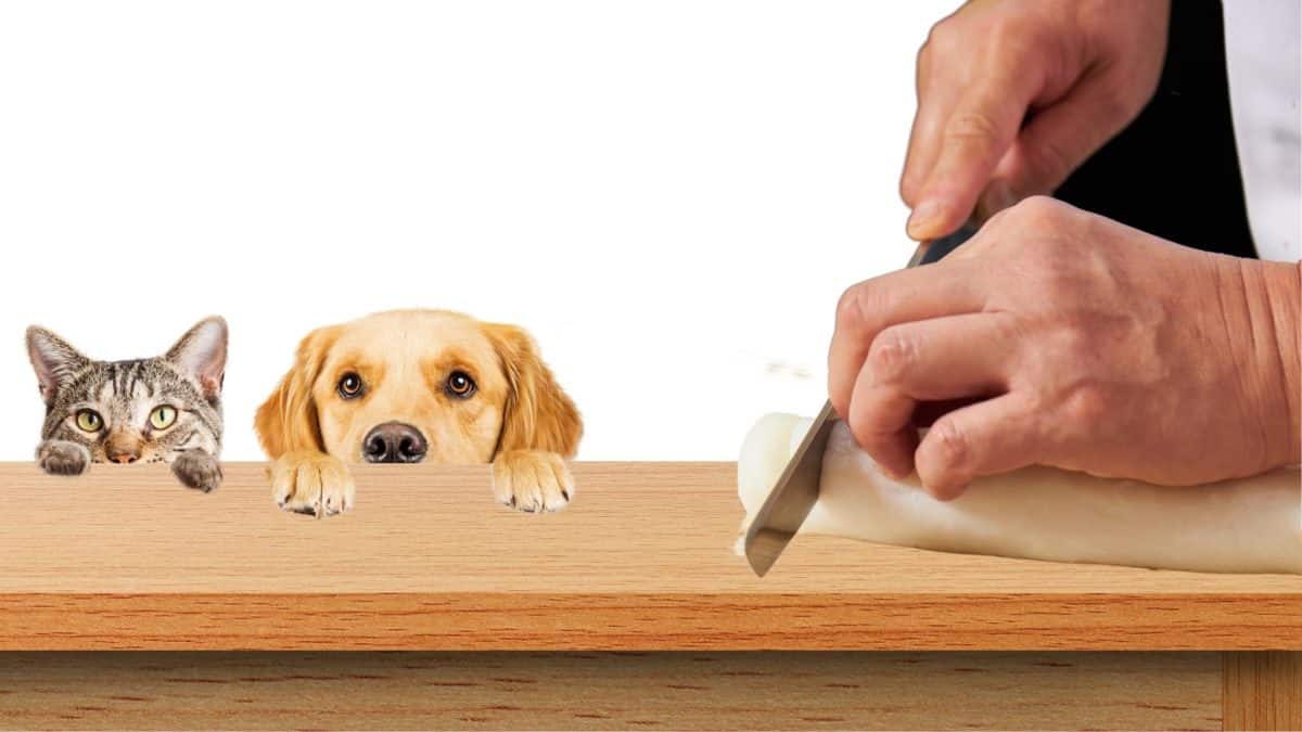 Cat and dog looking at kamaboko fish cake