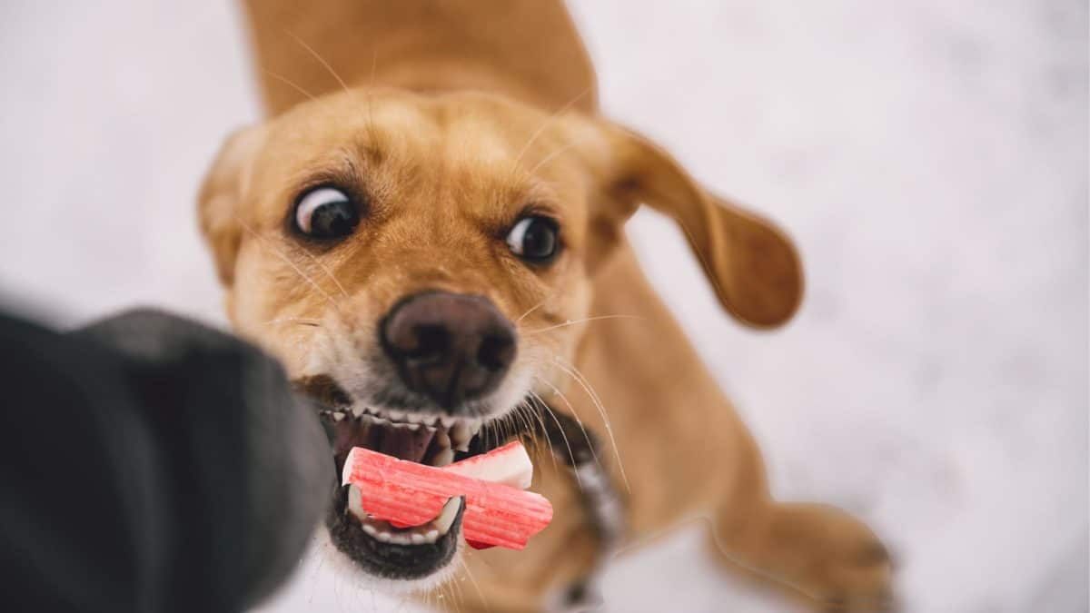 Μπορούν τα σκυλιά να φάνε kanikama