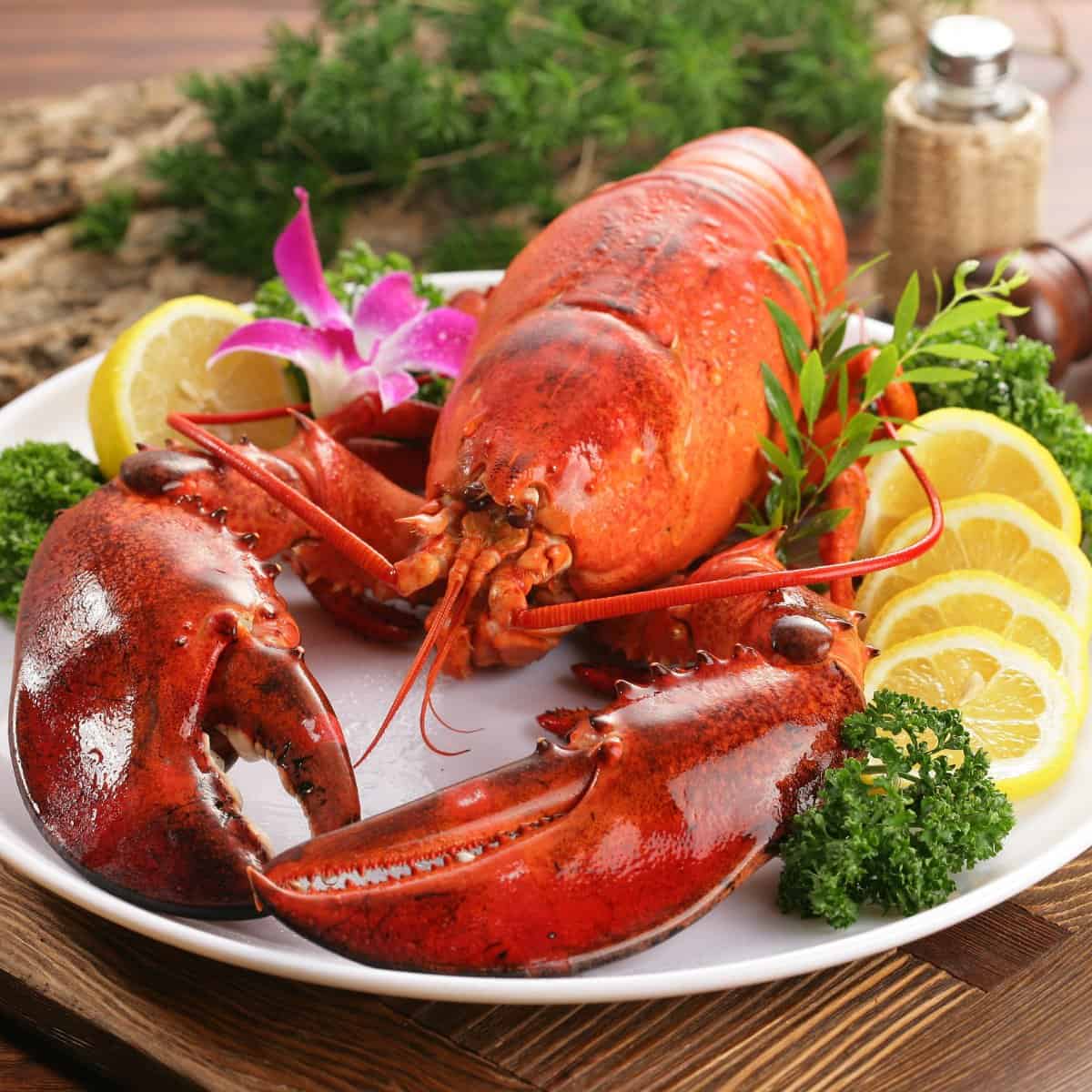 Qu'est-ce qu'un homard