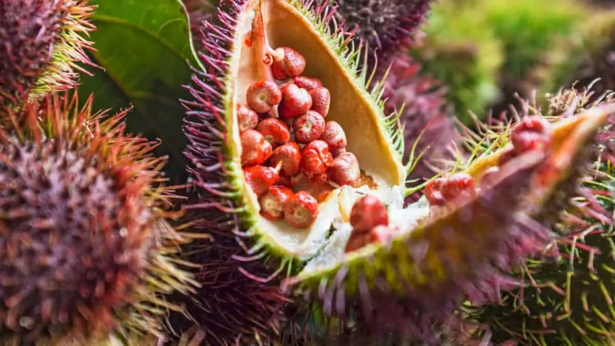 O que é urucum