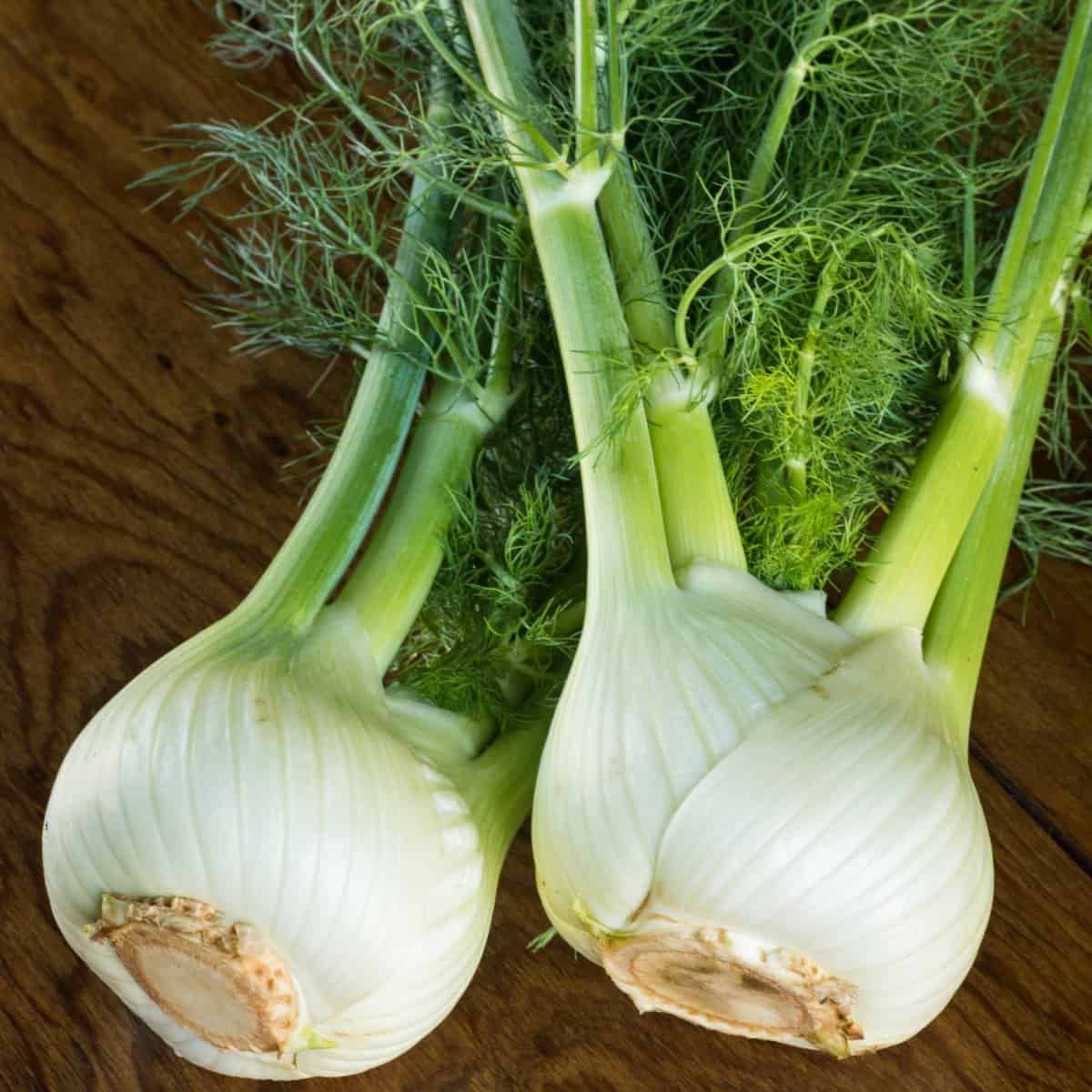 What is fennel