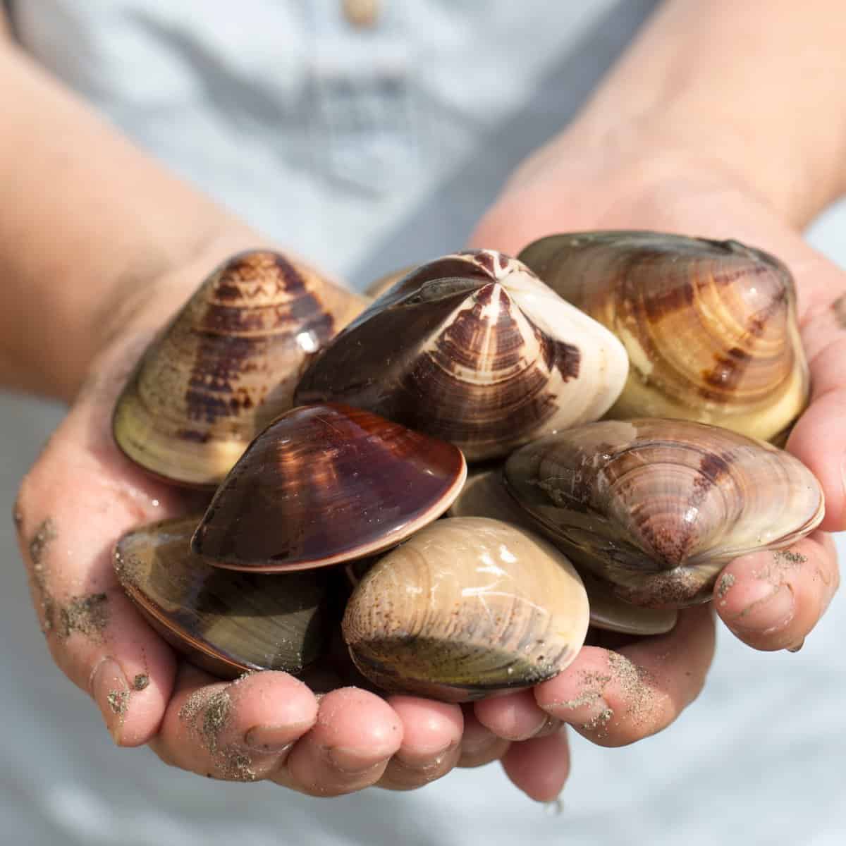 Asian clams