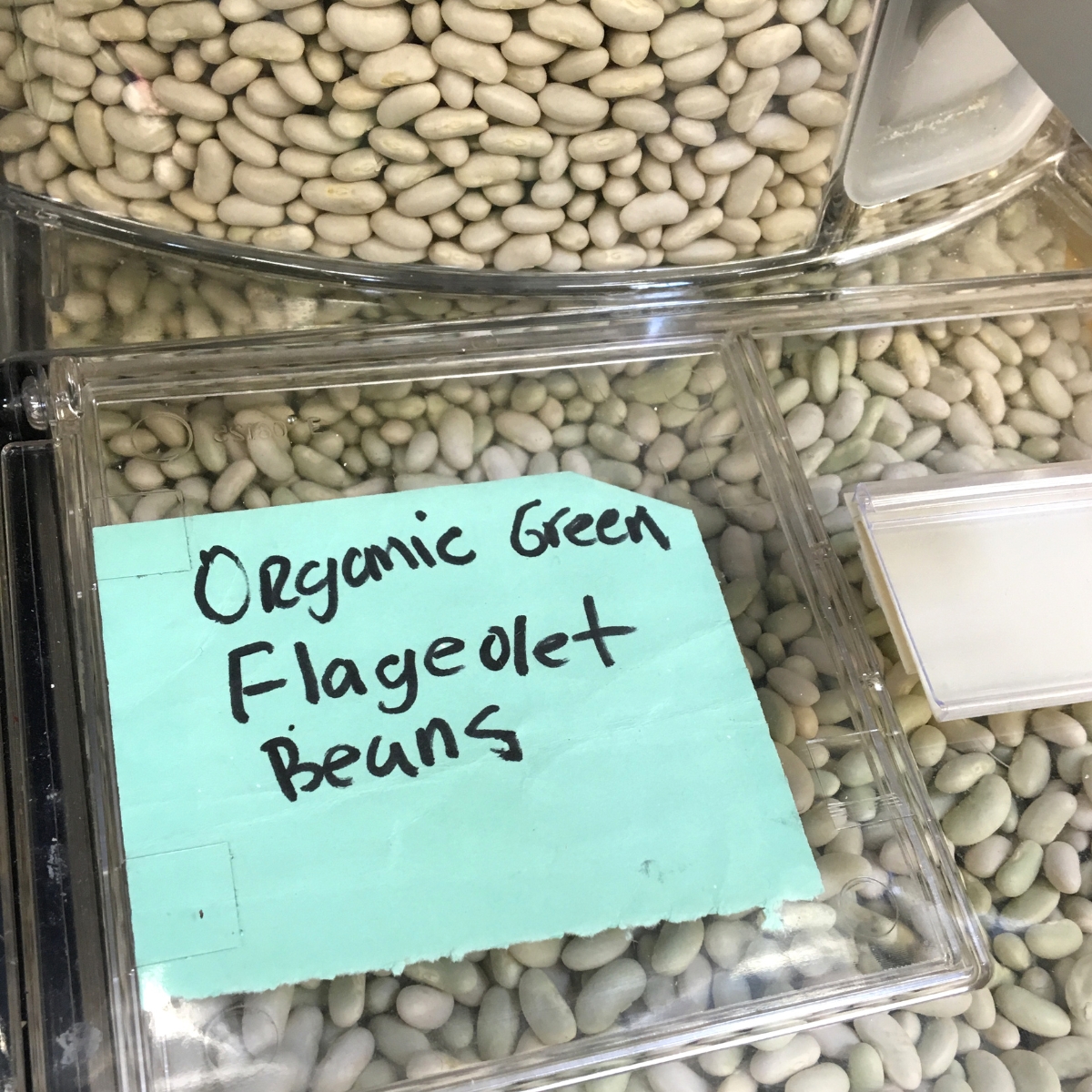 What are Flageolet Beans