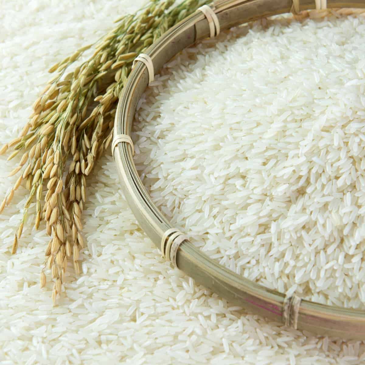 What is medium-grain rice